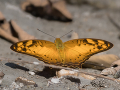 Vagrans sinha