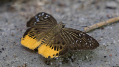 Mooreana trichoneura