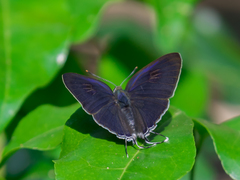 Hypolycaena erylus