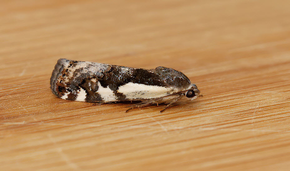 Narrow-winged Midget Moth