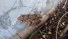 Fejervarya limnocharis