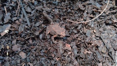 Duttaphrynus melanostictus