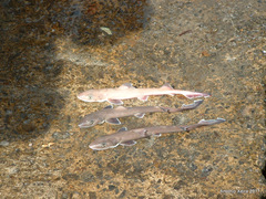 Mustelus mustelus
