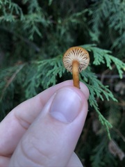 Bonomyces sinopicus