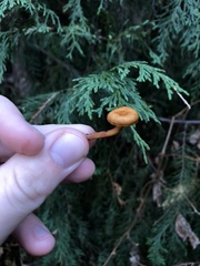 Bonomyces sinopicus