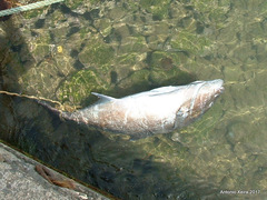 Seriola