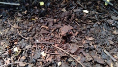 Duttaphrynus melanostictus