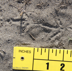 Callipepla californica