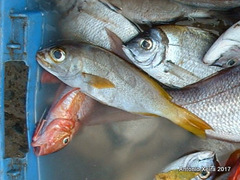 Parapristipoma octolineatum