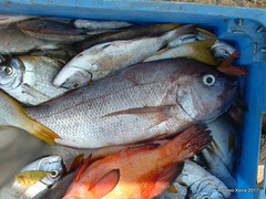 Virididentex acromegalus