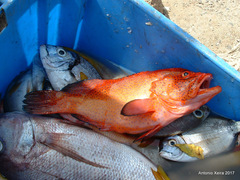 Cephalopholis taeniops