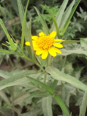 Pascalia glauca