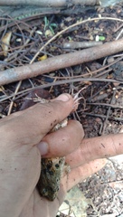 Fejervarya limnocharis