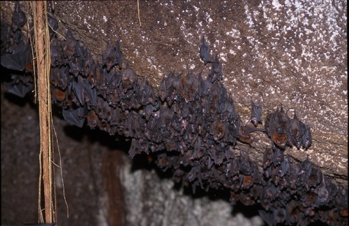 Geoffroy's tailless bat