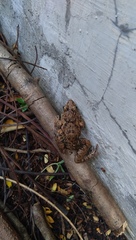 Fejervarya limnocharis