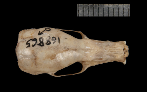 Geoffroy's tailless bat