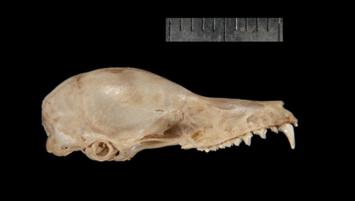 Geoffroy's tailless bat