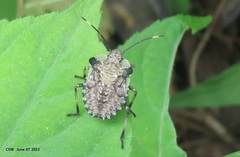 Pentatoma semiannulata