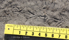 Callipepla californica