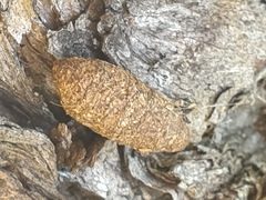 Pseudocheirus occidentalis