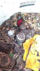 Chlorophyllum rhacodes