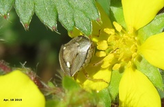 Eysarcoris