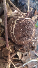 Chlorophyllum rhacodes