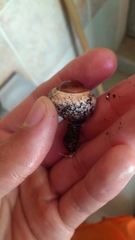 Chlorophyllum rhacodes