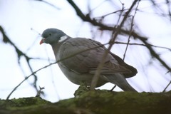 Columba palumbus