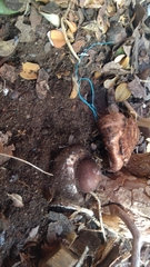 Chlorophyllum rhacodes