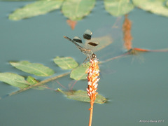 Brachythemis impartita