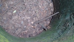 Varanus salvator bivittatus