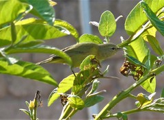 Leiothlypis celata
