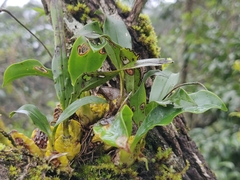 Vandoideae