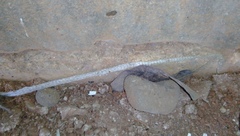 Lycodon capucinus