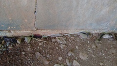 Lycodon capucinus