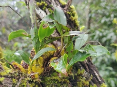 Vandoideae