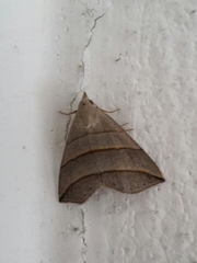 Colobochyla salicalis