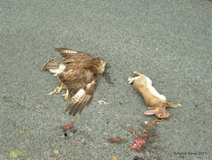 Buteo buteo rothschildi