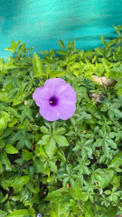Ipomoea cairica