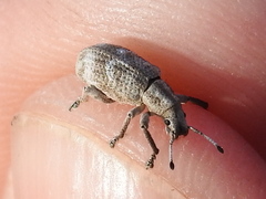 Brachystylus microphthalmus