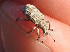 Brachystylus microphthalmus