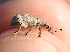 Brachystylus microphthalmus