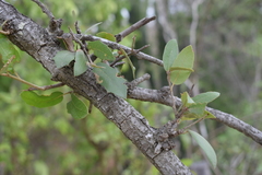 Quercus brandegeei