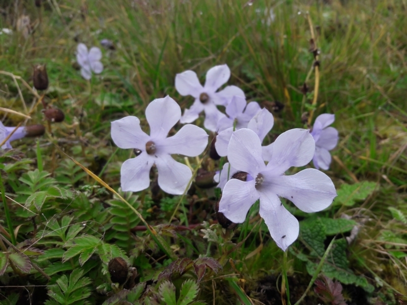 Cyananthus