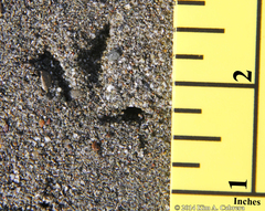 Charadrius vociferus