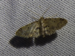 Idaea pervertipennis