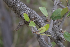 Quercus brandegeei