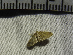 Idaea pervertipennis