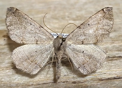 Prochoerodes forficaria